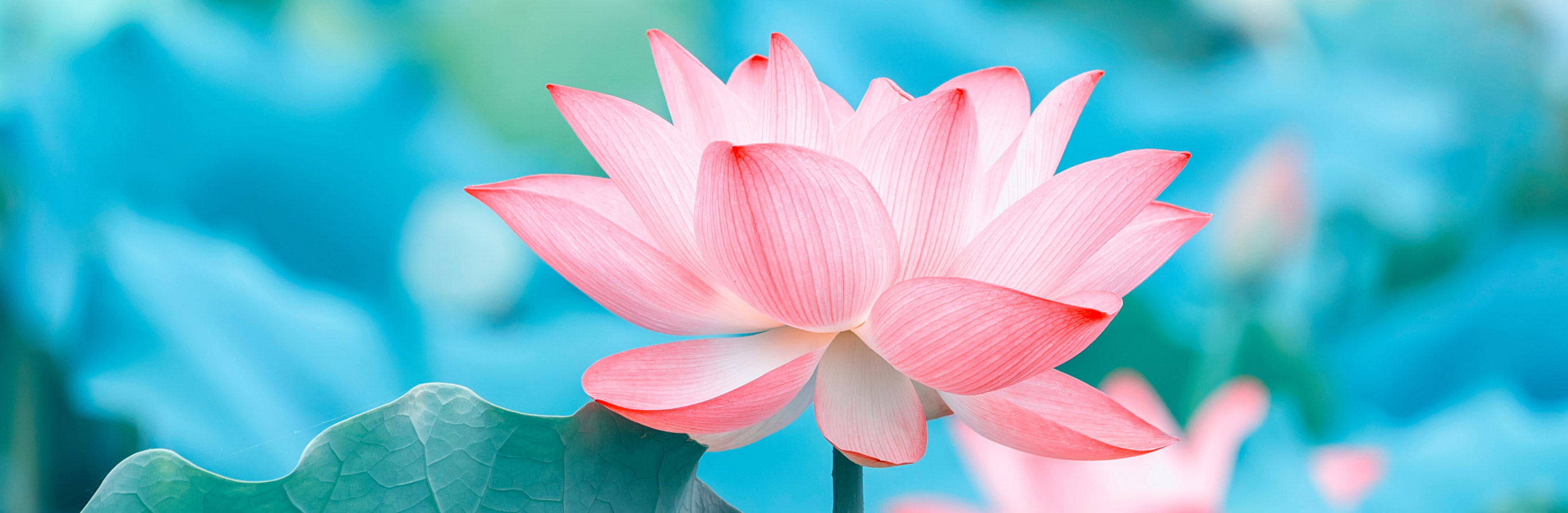 Durga Puja India | Sponcer